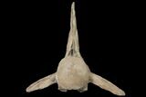 Mosasaur (Tylosaurus) Vertebra - Kansas #134343-1